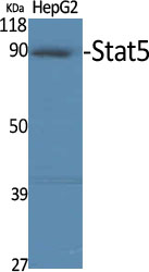 Stat5 Polyclonal Antibody