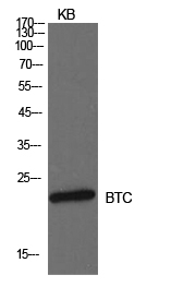 Probetacellulin Polyclonal Antibody