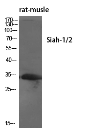 Siah-1/2 Polyclonal Antibody