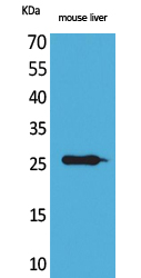 TNF-α Polyclonal Antibody