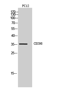 CD298 Polyclonal Antibody