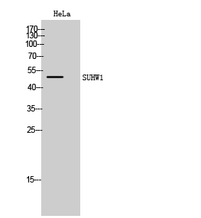 SUHW1 Polyclonal Antibody