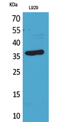 CD300g Polyclonal Antibody