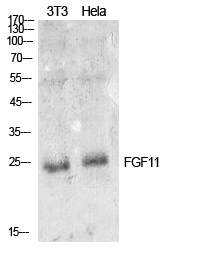 FGF-11 Polyclonal Antibody