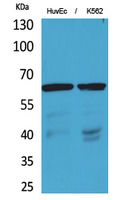 OAT1 Polyclonal Antibody