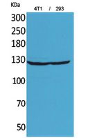 Integrin αD Polyclonal Antibody