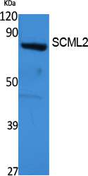 SCML2 Polyclonal Antibody