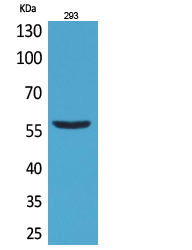 CD276 Polyclonal Antibody