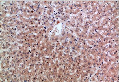 Epiregulin Polyclonal Antibody