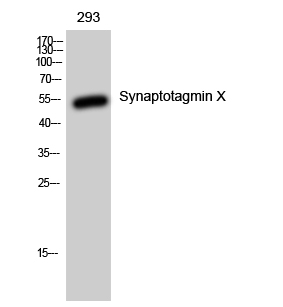 Synaptotagmin X Polyclonal Antibody