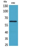 HPA1 Polyclonal Antibody