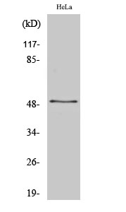 ZNF436 Polyclonal Antibody