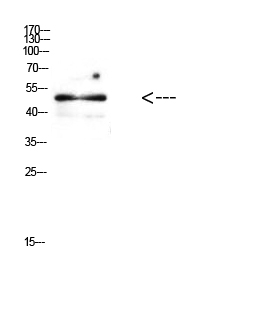 E2F-1 Polyclonal Antibody