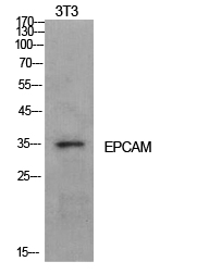 EP-CAM Polyclonal Antibody