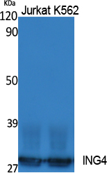 ING4 Polyclonal Antibody