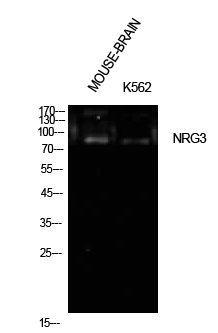 Neuregulin-3 Polyclonal Antibody