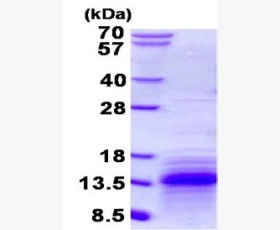 Recombinant Mouse OX40/TNFRSF4/CD134