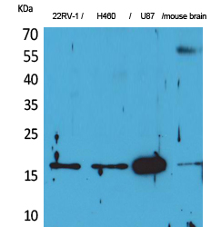 Apelin Polyclonal Antibody