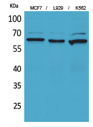 CD73 Polyclonal Antibody