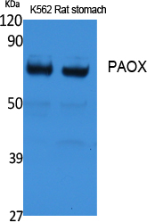 PAOX Polyclonal Antibody