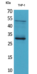 FGF-23 Polyclonal Antibody