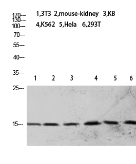 Histone H2B Polyclonal Antibody