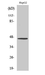 SR-1A Polyclonal Antibody