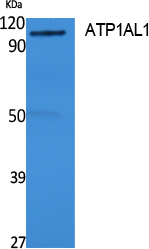 ATP1AL1 Polyclonal Antibody