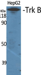 Trk B Polyclonal Antibody