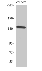 α-protein Kinase 1 Polyclonal Antibody