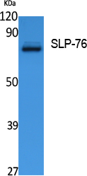 SLP-76 Polyclonal Antibody