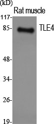 TLE4 Polyclonal Antibody