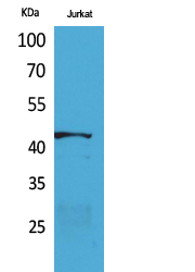 E2F-4 Polyclonal Antibody