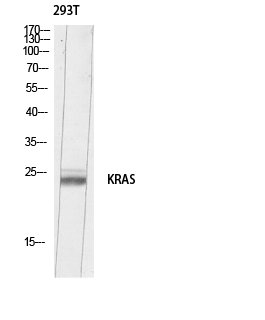 K-Ras Polyclonal Antibody