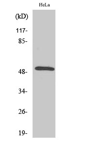 Secretin Receptor Polyclonal Antibody