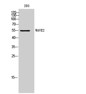 WAVE2 Polyclonal Antibody