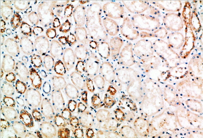 CD152 Polyclonal Antibody