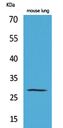 Chymase Polyclonal Antibody