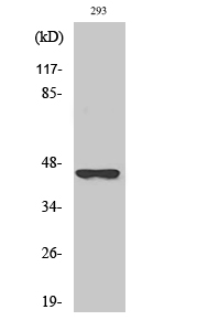 SCCA2 Polyclonal Antibody