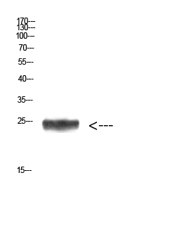 Imp3 Polyclonal Antibody