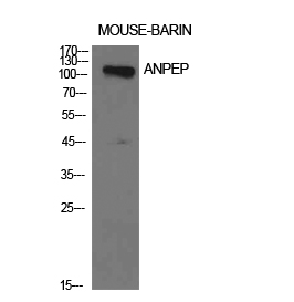 CD13 Polyclonal Antibody