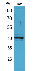 CKR-3 Polyclonal Antibody