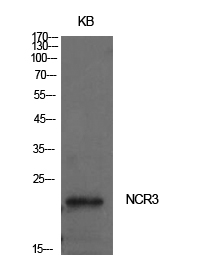 NKp30 Polyclonal Antibody