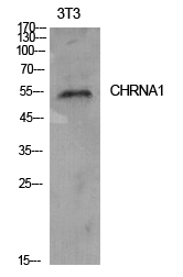 AChRα1 Polyclonal Antibody