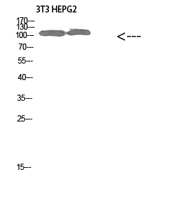 Collagen alpha-1(XXVIII)Polyclonal Antibody