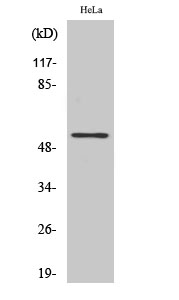 TFDP1 Polyclonal Antibody