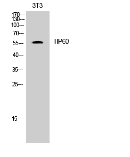 TIP60 Polyclonal Antibody