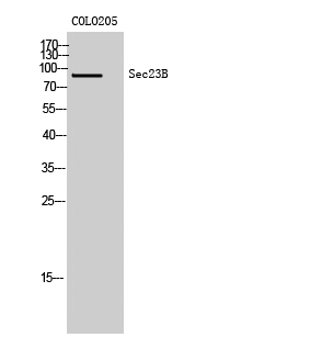 Sec23B Polyclonal Antibody