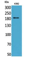 CD169 Polyclonal Antibody