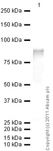 Recombinant Human C-X-C Motif Chemokine 14/CXCL14